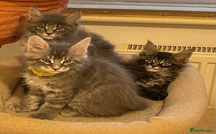 Maine Coon cats - Advert 13