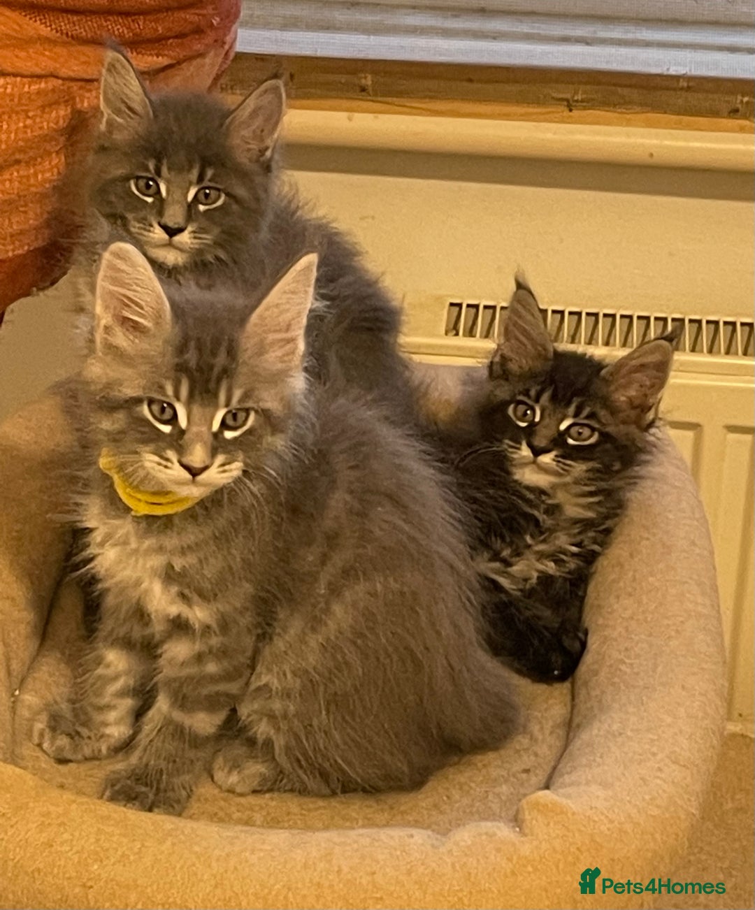Maine Coon cats for sale: GCCF registered Maine Coon kittens  - Image 2