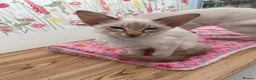 Balinese cats for sale: Lilac tabby Balinese kitten - Advert 8