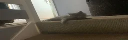 British Shorthair cats for sale: British shorthair x Ragdoll  - Advert 5