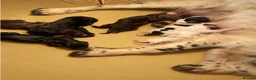 Sprocker dogs for sale: Sprocker puppies - working lines - Advert 11