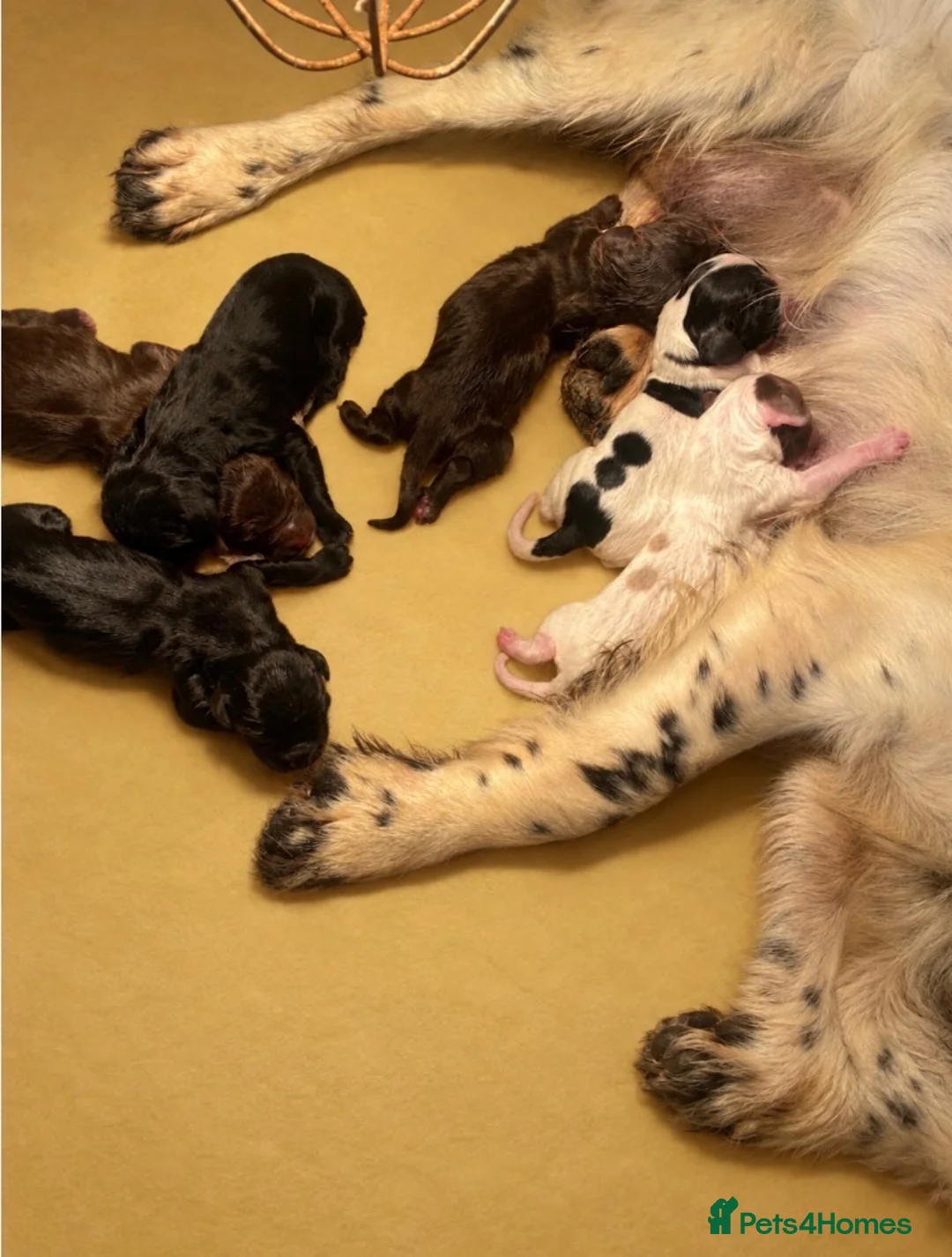 Sprocker dogs for sale: Sprocker puppies - working lines - Advert 11
