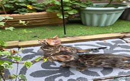 Bengal cats for sale: ✨ Bengal Kittens Looking for Loving Homes ✨ - Image 12