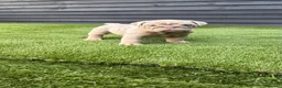 English Bulldog dogs for sale: English Bulldog Puppies - Advert 5