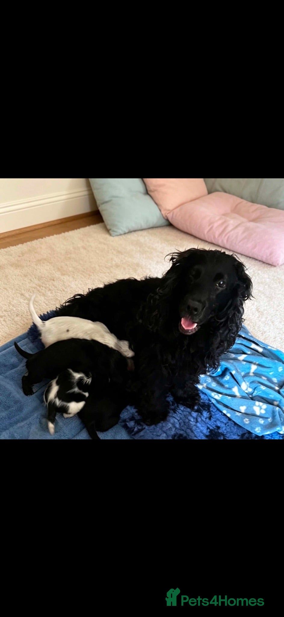 Cocker Spaniel dogs Lovely spaniel boys  - Advert 1