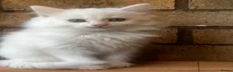 Turkish Angora cats for sale: Kittens available for loving homes - Advert 6