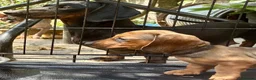 Miniature Dachshund dogs for sale: dachshund puppies UNIQUE fur patterns - Advert 4