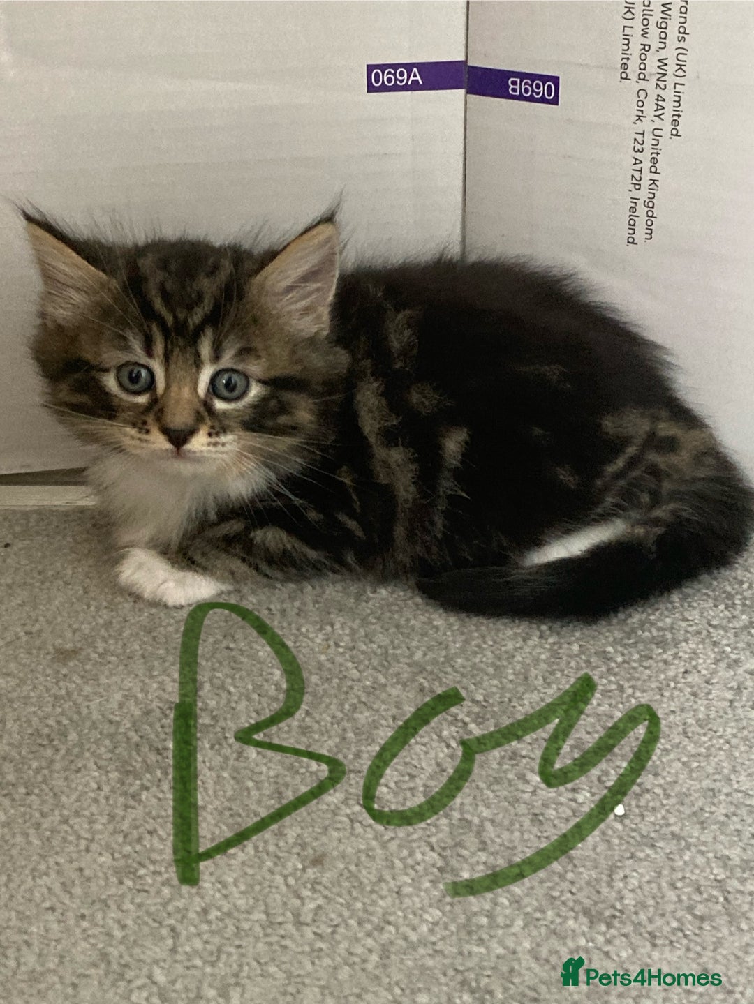 Mixed Breed cats for sale: Big fluffy kittens for sale part Maine coon - Image 6