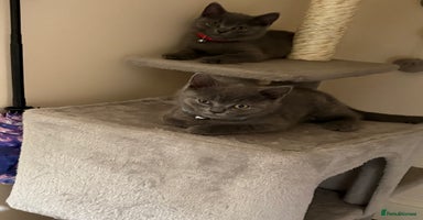 British Shorthair cats - Advert 5