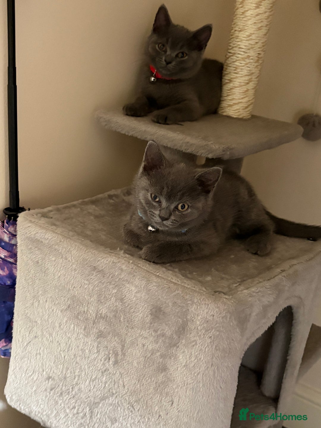 British Shorthair cats for sale: British shorthair  - Image 3