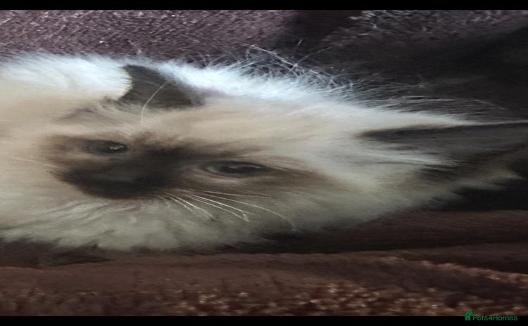 Ragdoll cats - Advert 9