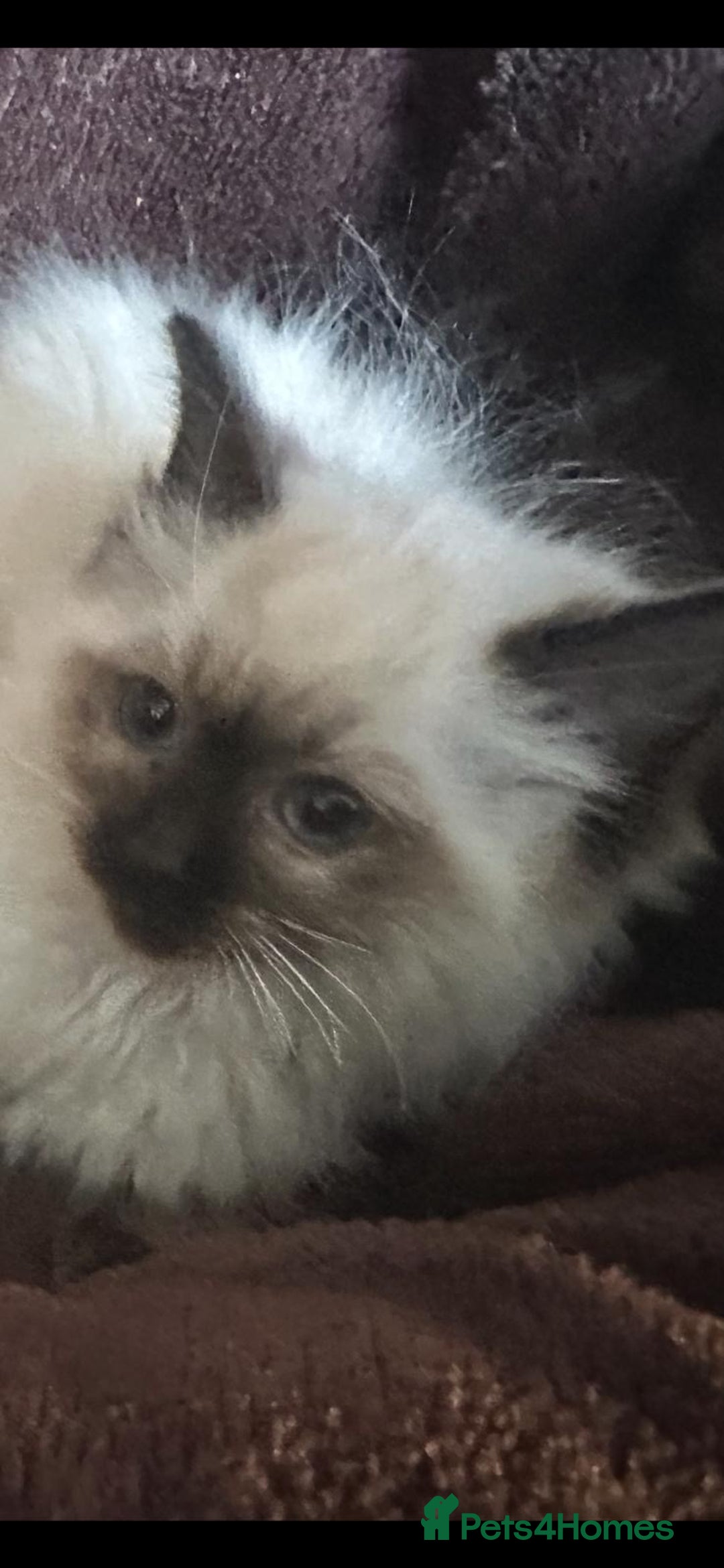 Ragdoll cats for sale: Ragdoll kittens  - Image 1