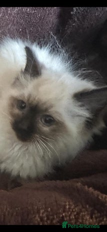 Ragdoll cats - Advert 10