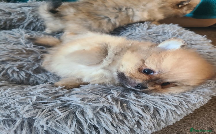 Pomeranian dogs - Advert 6