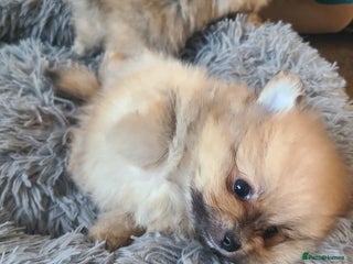 Pomeranian dogs - Advert 25