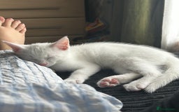 Domestic Shorthair cats for sale: White male kitten ready to go - Image 2