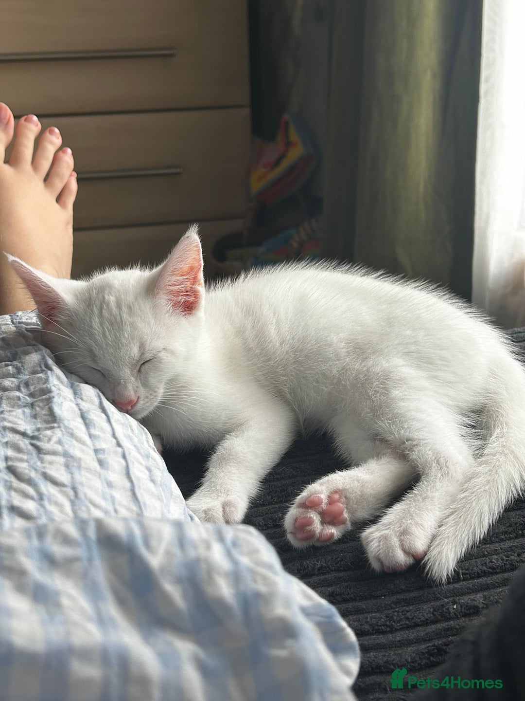 Domestic Shorthair cats for sale: White male kitten ready to go - Image 2