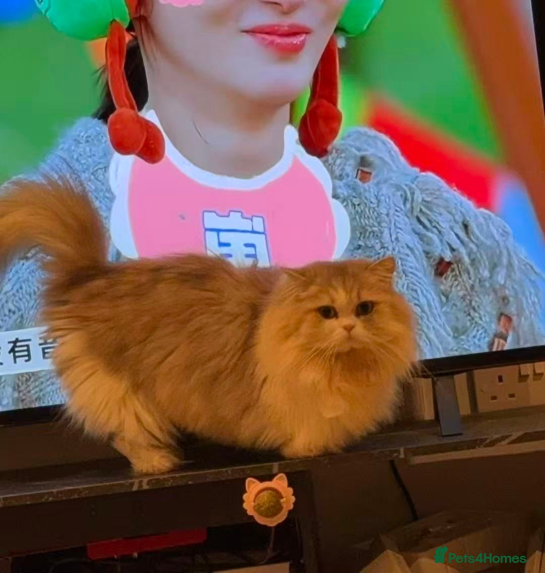 Munchkin cats for sale: Top level Super stunning & rare Minuet - Advert 29