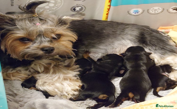 Yorkshire Terrier dogs - Advert 2