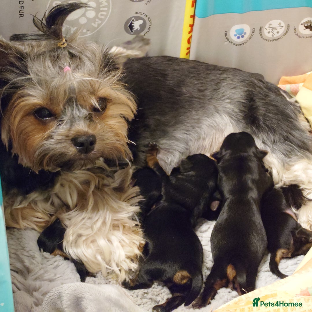 Yorkshire Terrier dogs for sale: Yorkshire terrier  - Image 2