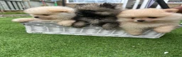 Pomeranian dogs for sale: Beautiful Cream&Wolf Sable Male Pomeranian Puppies - Advert 11