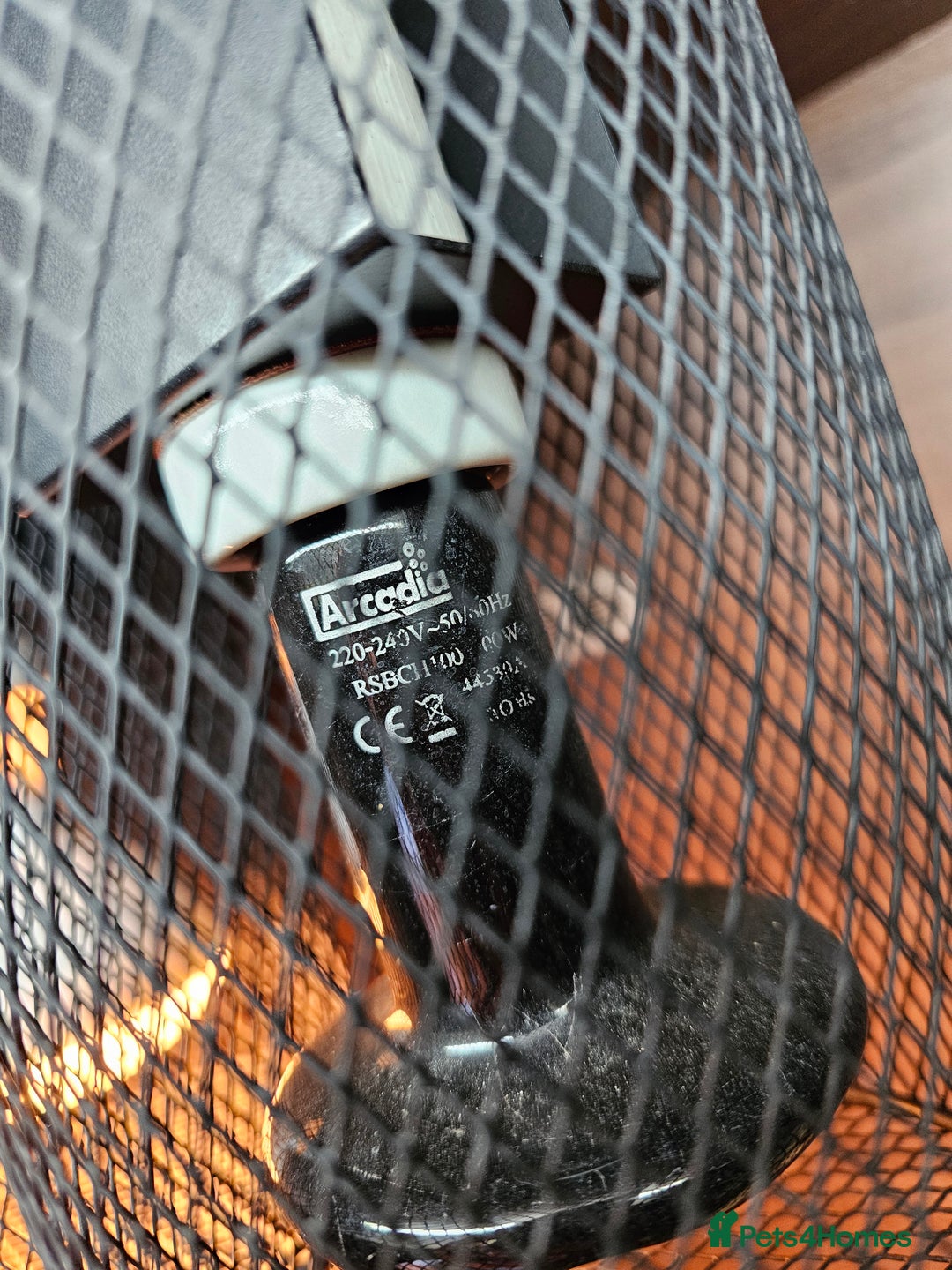 Skink reptiles for sale: Blue Tongued Skink-Male enclosure and cabnet setup - Advert 31