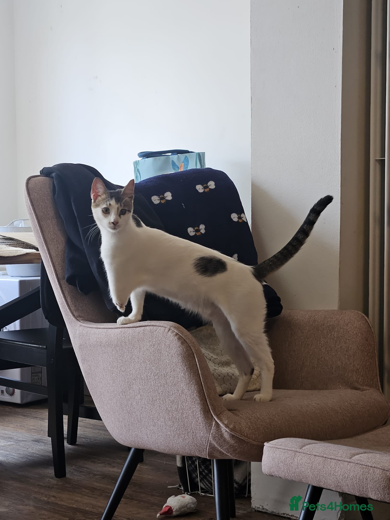 Mixed Breed cats ANAKIN-HEALTHY HAPPY CUTE BOY MISSING FRONT PAW! - Advert 13