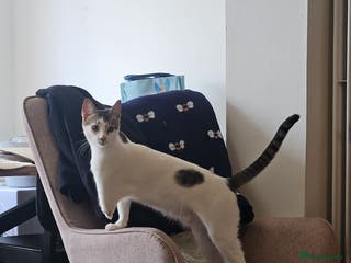 Mixed Breed cats ANAKIN-HEALTHY HAPPY CUTE BOY MISSING FRONT PAW! - Advert 13