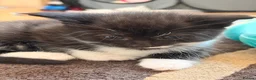Maine Coon cats for sale: Maine Coon Cross Kittens - Advert 3