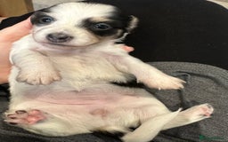 Miniature Dachshund dogs for sale: Long haired miniature dachshund  - Image 20