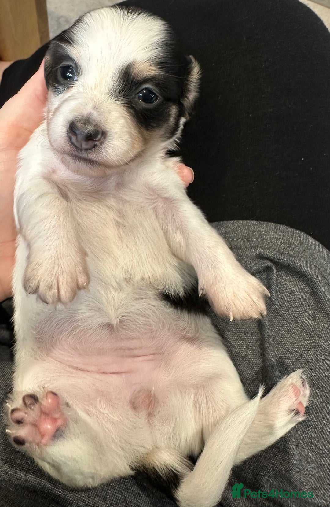 Miniature Dachshund dogs for sale: Long haired miniature dachshund  - Image 20