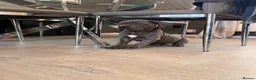 Cane Corso dogs for sale: Brutus(X-Man) World Winner line Cane Corso Puppies - Advert 27