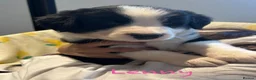 Border Collie dogs for sale: Stunning Border Collie Pups - Advert 8