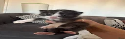 Mixed Breed cats for sale: Kittens for sale  - Advert 10