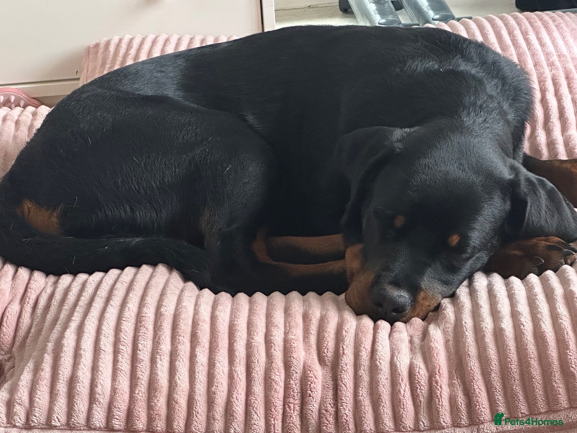 Rottweiler dogs Mr zeus  - Advert 2