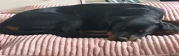 Rottweiler dogs for sale: Mr zeus  in Dagenham - Advert 1