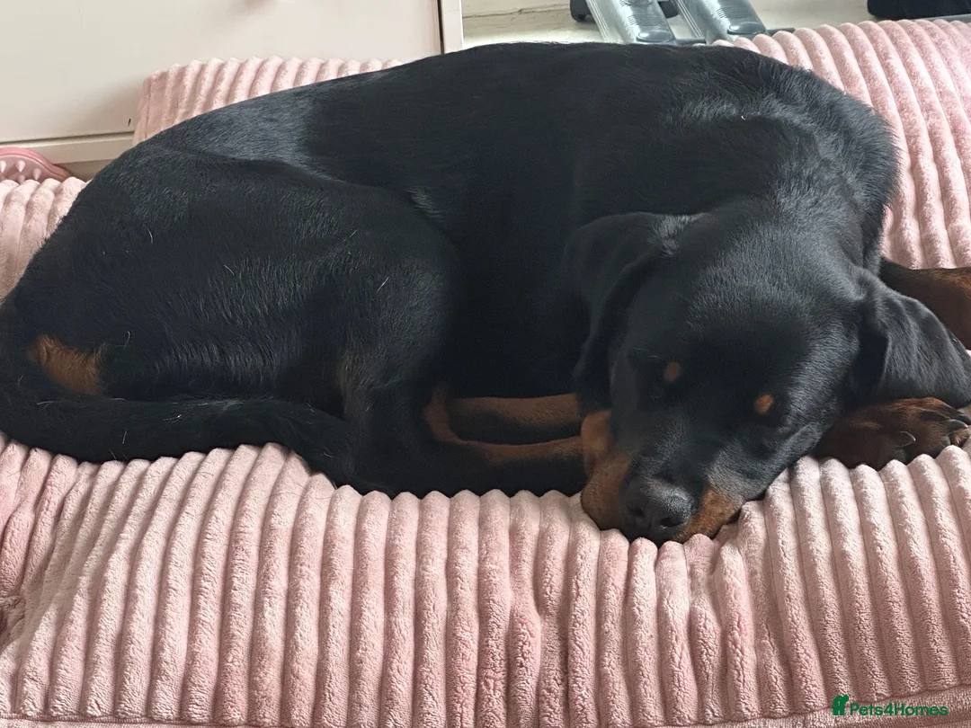 Rottweiler dogs for sale: Mr zeus  in Dagenham - Advert 1
