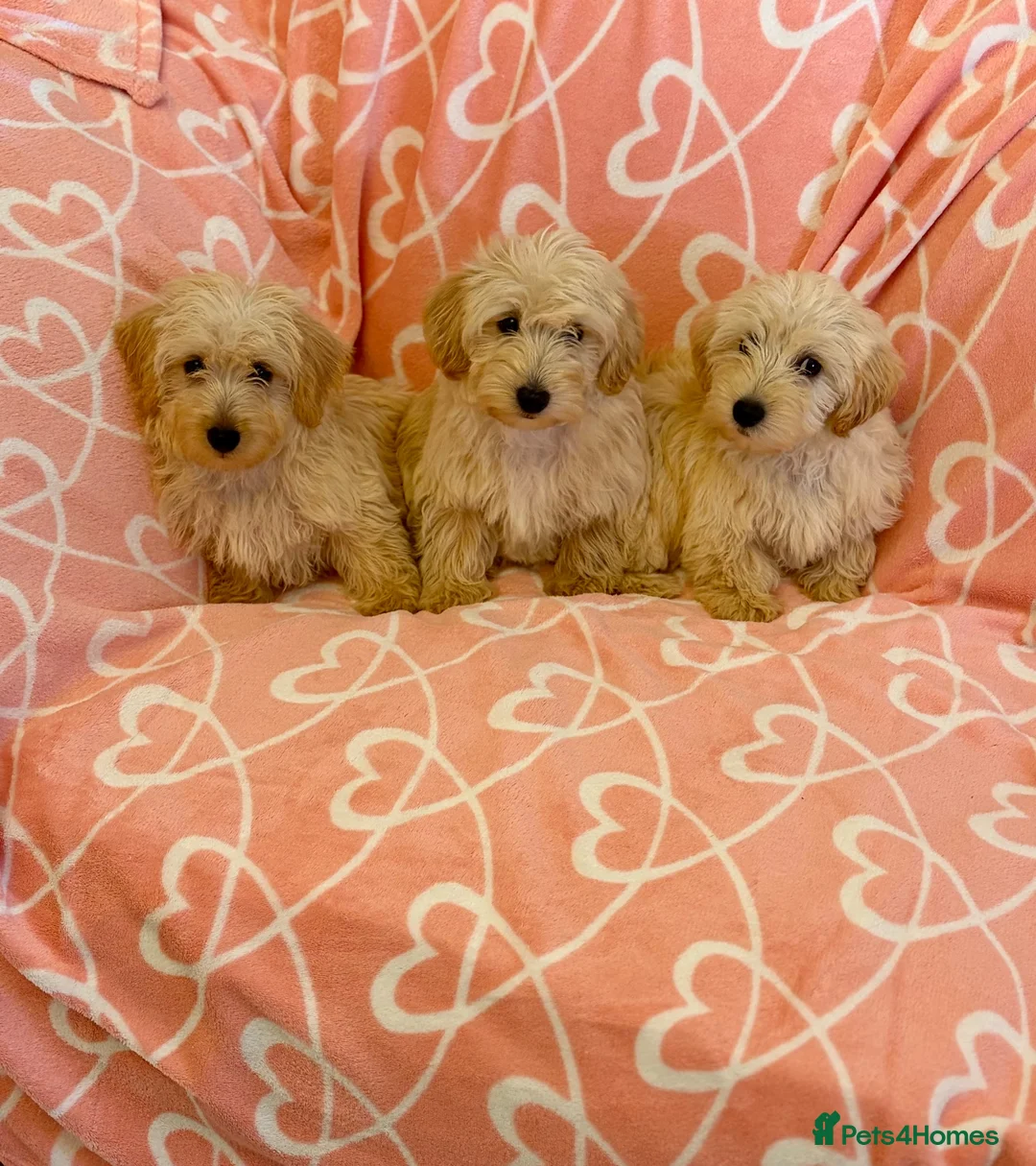 Westiepoo dogs for sale: 🐾THE CUTEST APRICOT WESTIEPOO PUPPIES🐾 - Advert 2