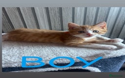 Mixed Breed cats for sale: Gorgeous kittens ready for loving forever homes  - Image 3