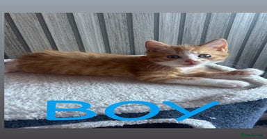 Mixed Breed cats - Advert 7
