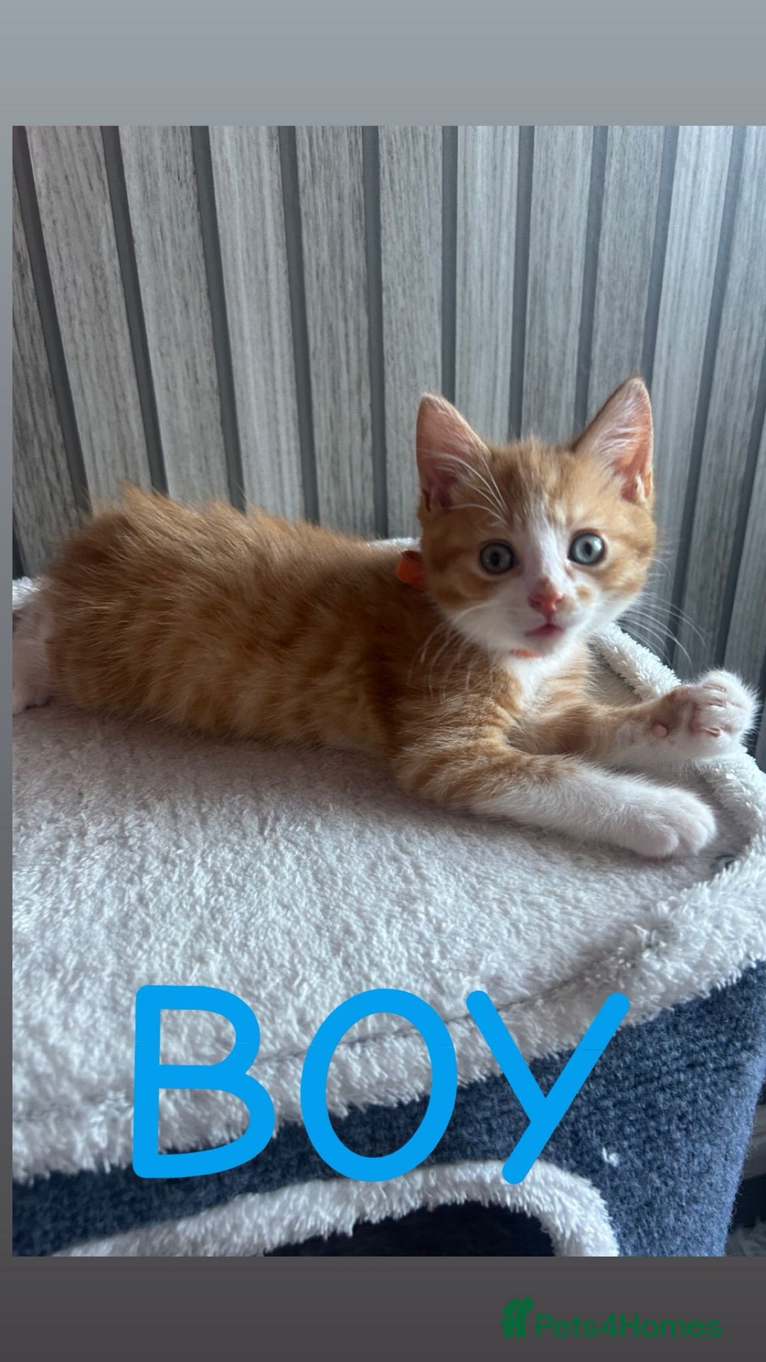 Mixed Breed cats for sale: Gorgeous kittens ready for loving forever homes  - Image 3