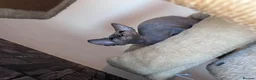 Sphynx cats for sale: ✨ Exceptional Sphynx Kittens –Last Two Available ✨ - Advert 4