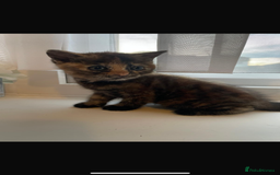 British Shorthair cats for sale: Last kitten - Image 4
