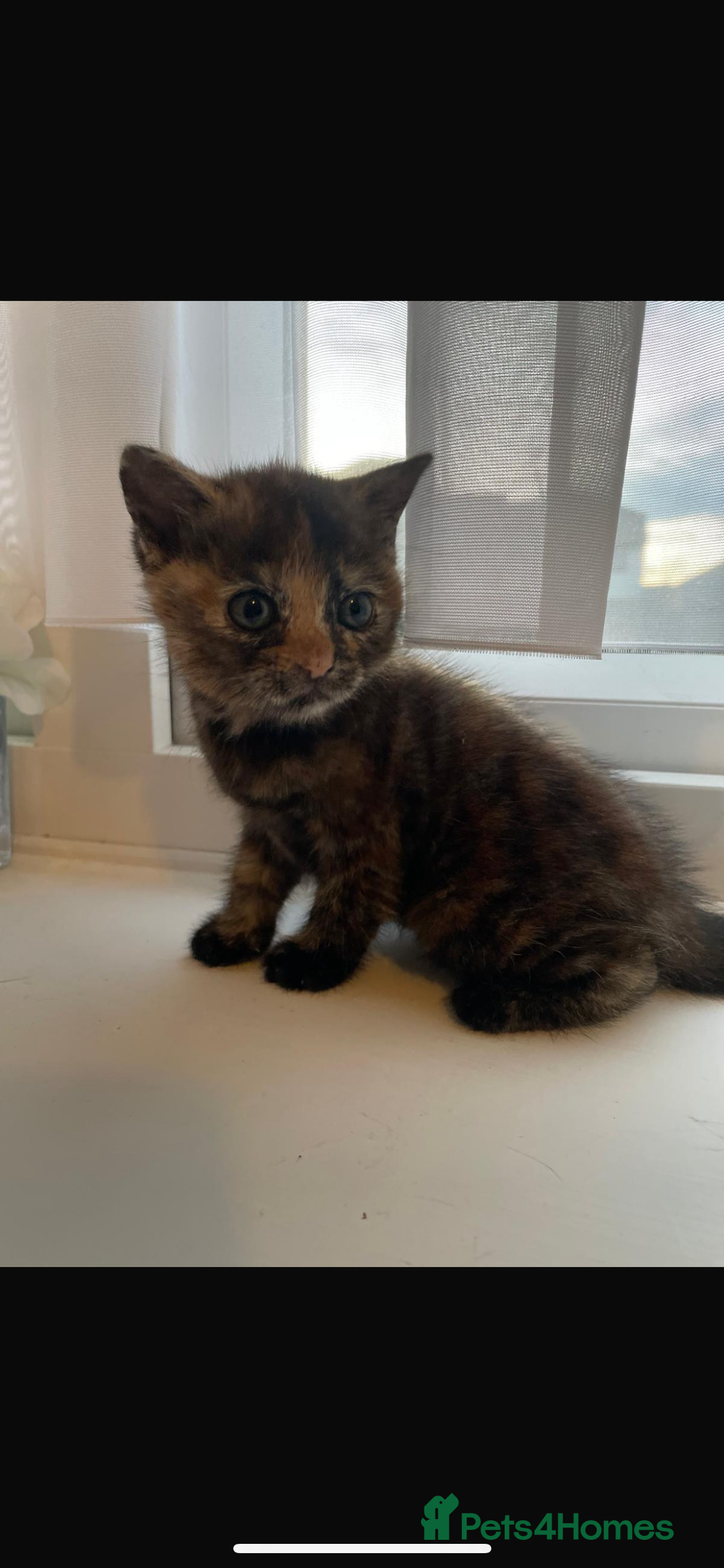 British Shorthair cats for sale: Last kitten - Image 4