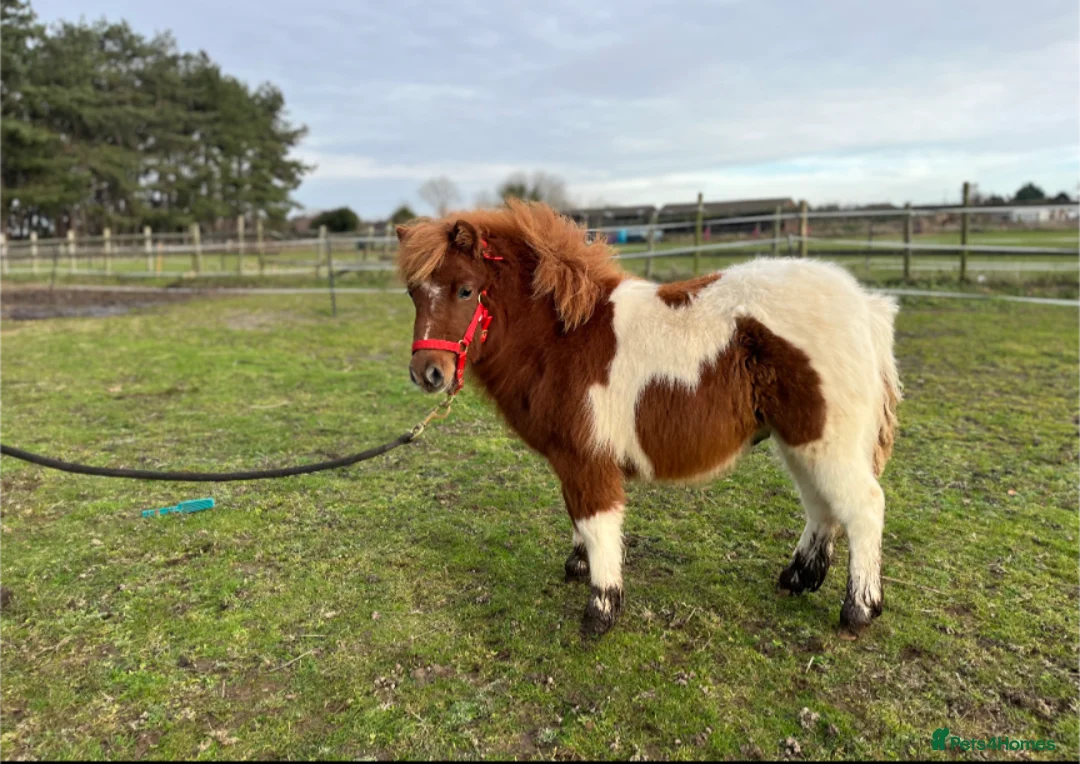 Shetland pony horses for sale: Stunning Minature Shetlands DEPOSIT SECURED  - Advert 3