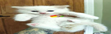 Ragdoll 1