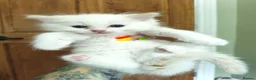 Ragdoll cats for sale: Beautiful kittens - Advert 7
