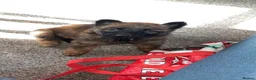 Belgian Shepherd Dog dogs for sale: Belgian malinois puppies - Advert 20