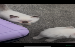 Ragdoll cats for sale: Beautiful Ragdoll kittens  - Image 14