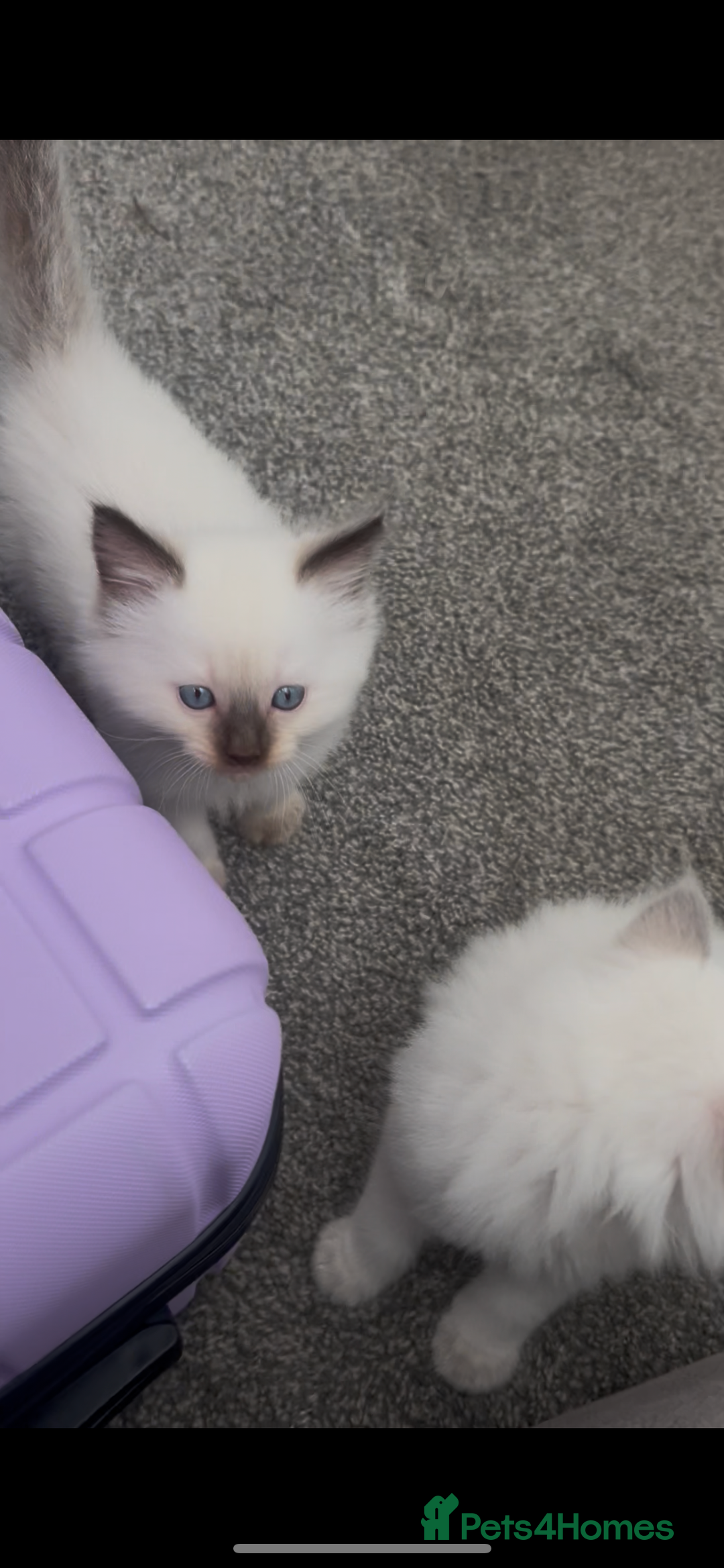 Ragdoll cats for sale: Beautiful Ragdoll kittens  - Image 14
